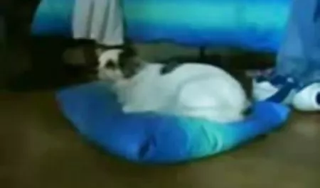 نوک پستان, عاشقان سگسی زن